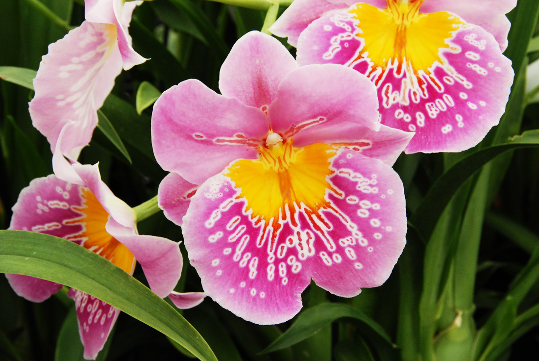 Miltonias Matsui Nursery Making Lives More Beautiful One Orchid At A Time