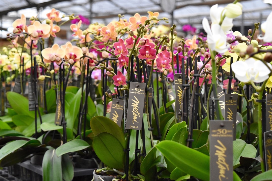 Matsui Nursery Making Lives More Beautiful One Orchid At A Time Home